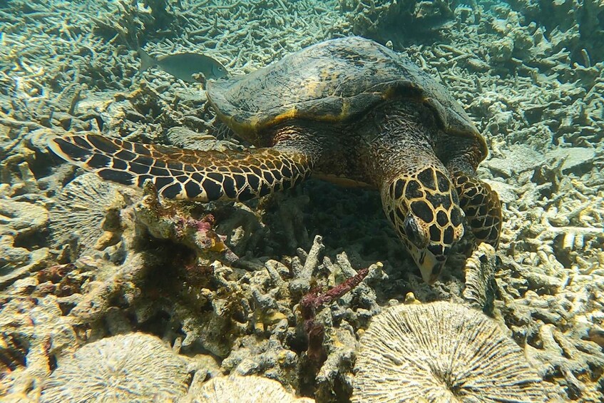 A sea turtle on a coral reef. 2