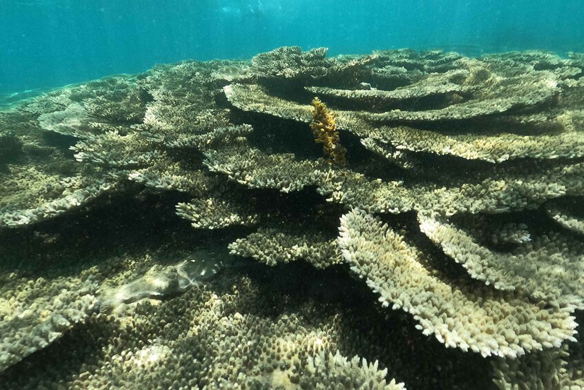 A coral reef with branching coral formations and a small yellow fish. 3