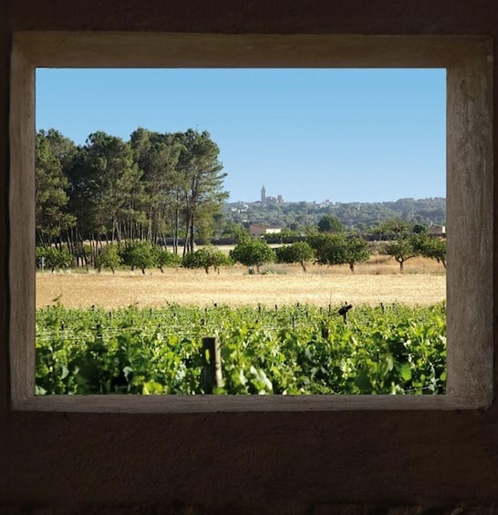 Picture 7 for Activity Authentic Family Winery Tour and Tasting in Mallorca 4