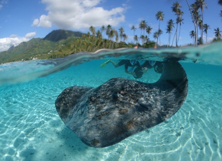 A stingray swimming in clear turquoise water with a tropical beach and palm trees in the background. 2
