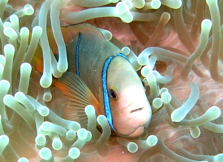 A fish with a blue stripe, surrounded by anemones. 3