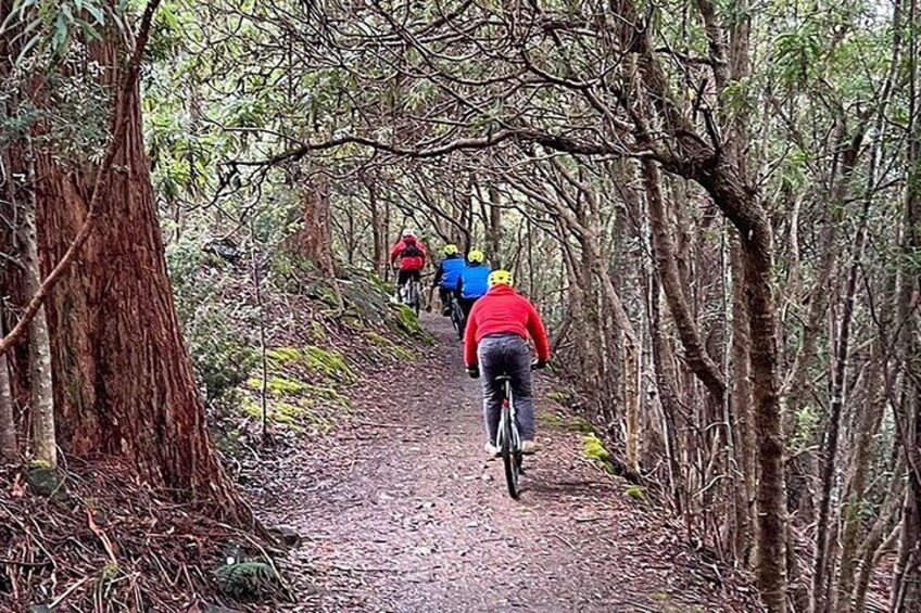 Easy Bike Tour - Mt Wellington Summit Descent & Rainforest Ride 2