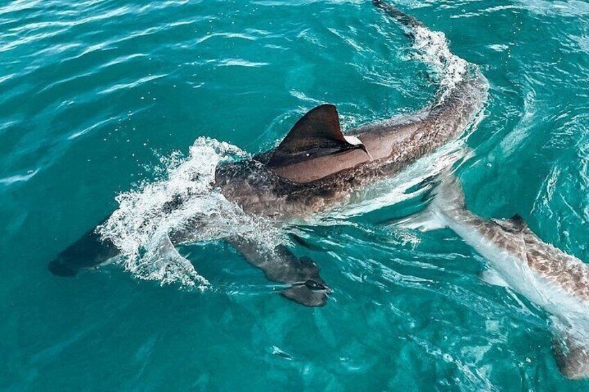 Un dauphin nageant dans une eau bleue et limpide. 3