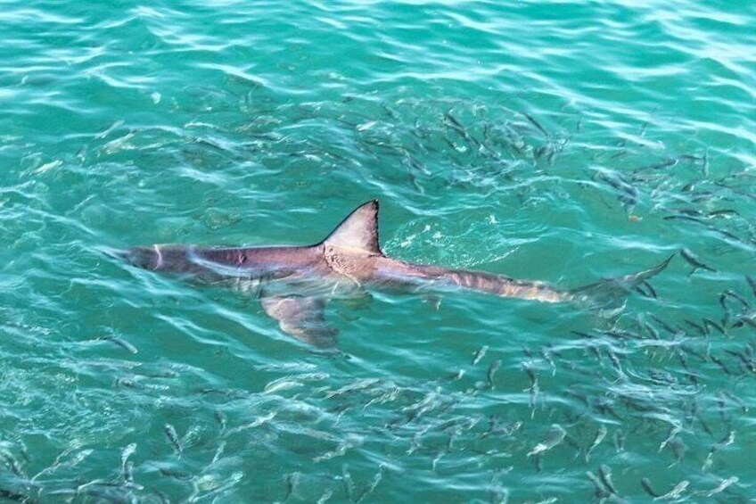Un requin nageant dans une eau turquoise et limpide. 2