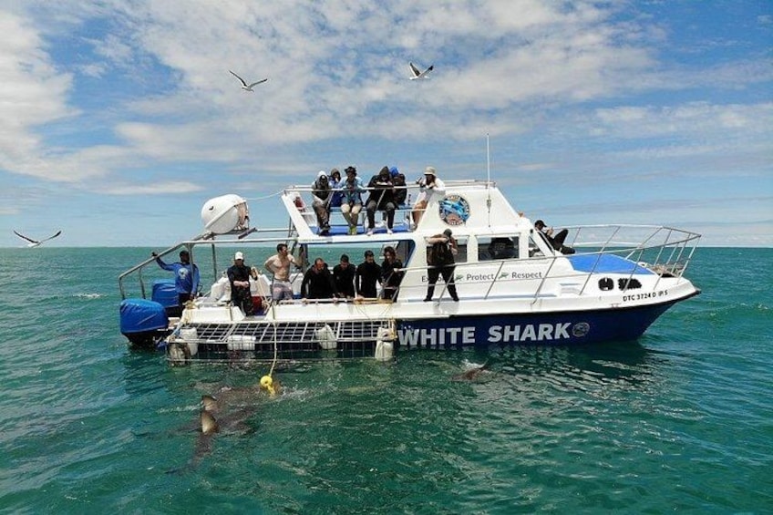 Ein Boot namens WHITE SHARK mit Personen an Bord, ein Hai in der Nähe schwimmt und Möwen fliegen darüber. 4