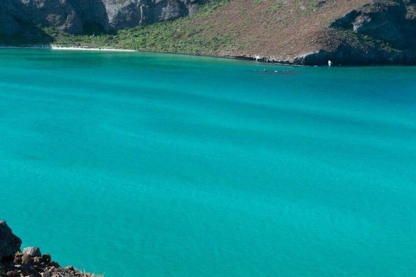 Balandra Beach and La Paz Guided Tour with Pickup 4