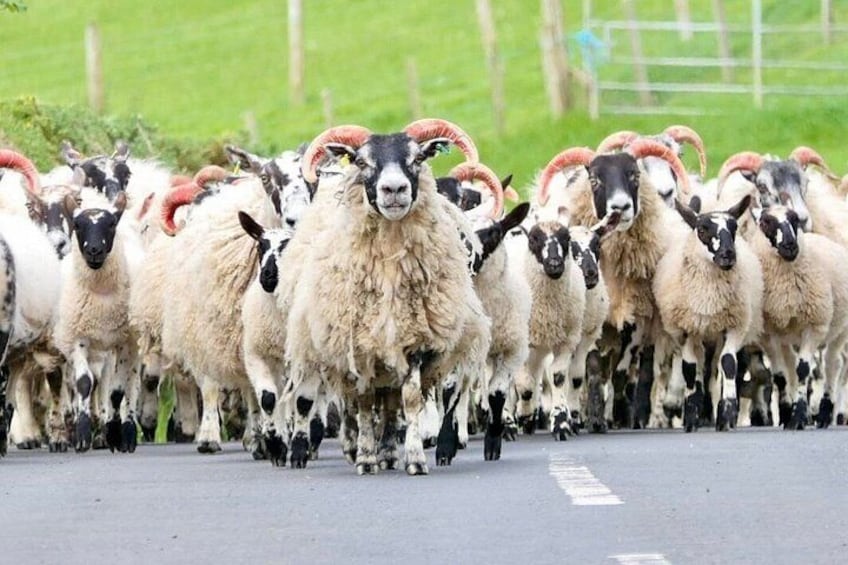 Un troupeau de moutons aux longues cornes recourbées marchant sur une route. 5