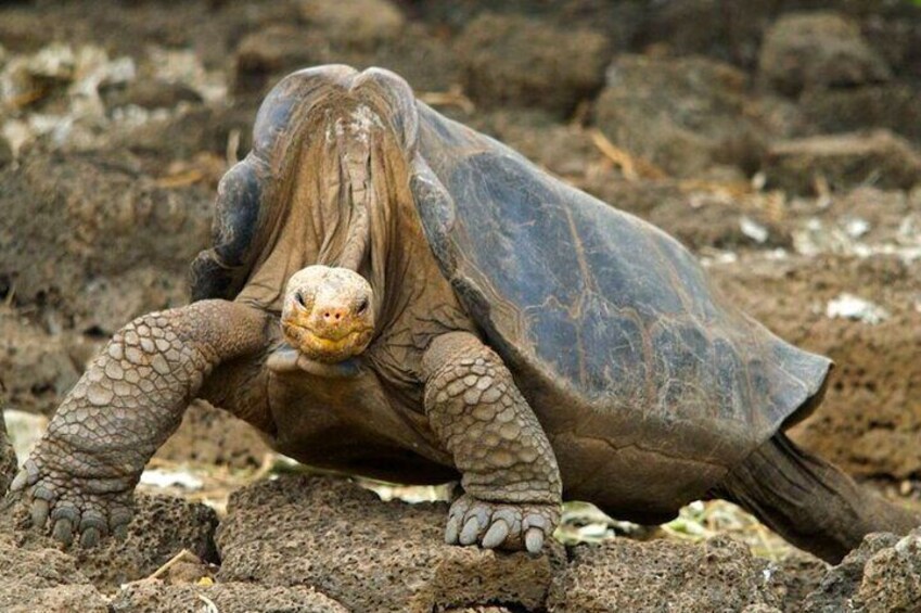 Galapagos Wildlife 2