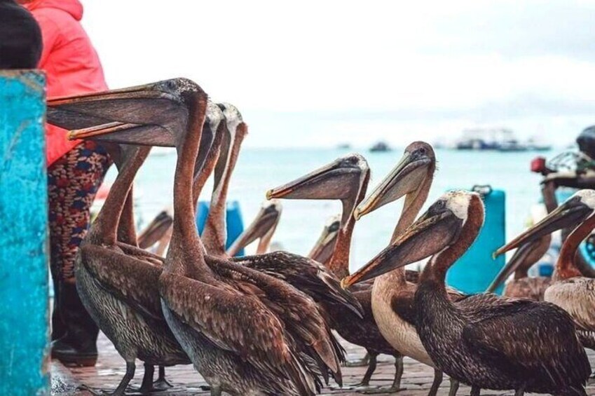 Galapagos Wildlife 4