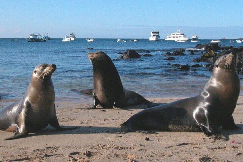 Galapagos Wildlife 5