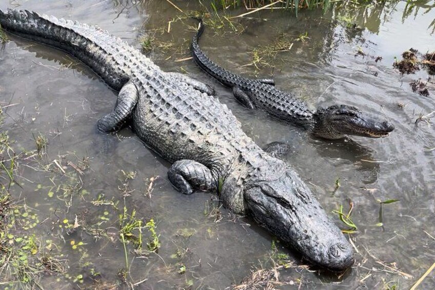 Two alligators resting in a muddy water body with sparse vegetation. 3