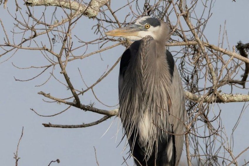 A large bird with a long neck and grey plumage perched on a branch. 2