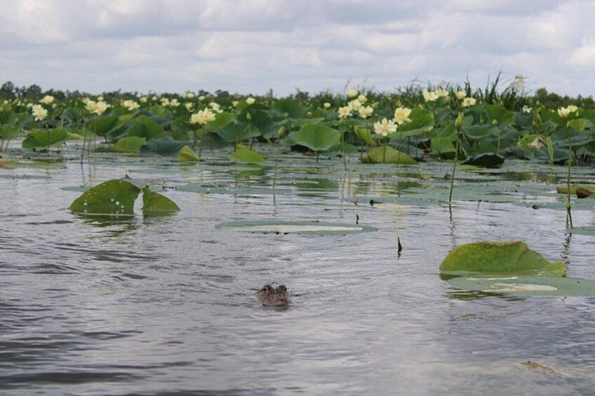 A frog swimming in a pond surrounded by lily pads and water lilies. 3