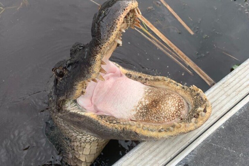 A crocodile with its mouth wide open, revealing its teeth and pink interior. 4