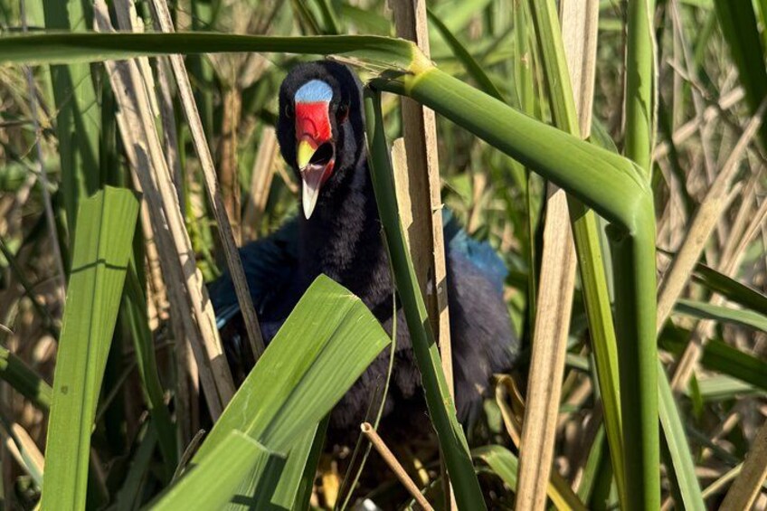 A bird with a red beak and black feathers in a grassy area. 5