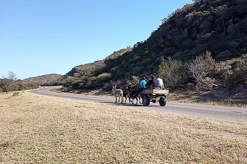 A road with a cart pulled by a horse, a person riding the cart, and another person standing beside it. 3