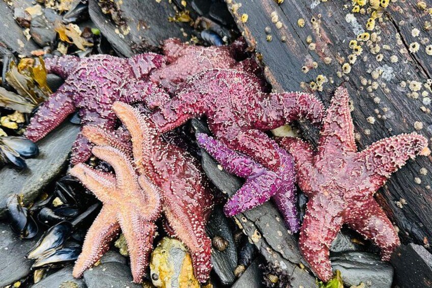 Starfish on a rocky surface with seaweed and shells. 4