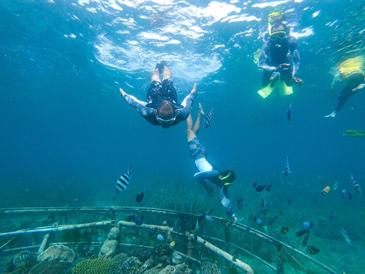 Bali Tropical Snorkeling and Mangrove Cruise