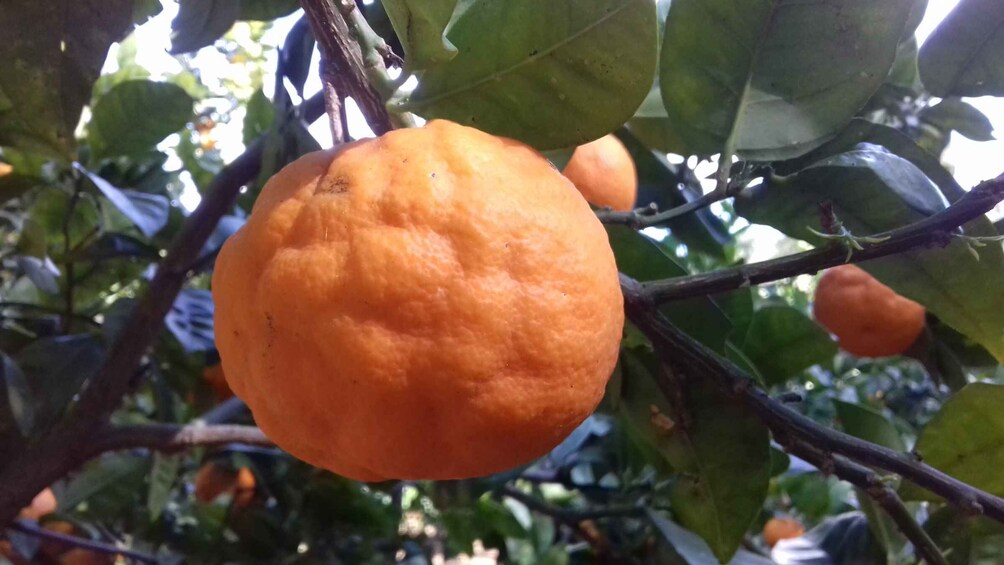 An orange fruit hanging from a tree with green leaves. 5