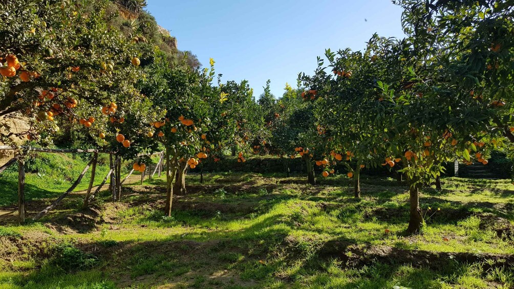 An orchard with orange trees bearing fruit. 3