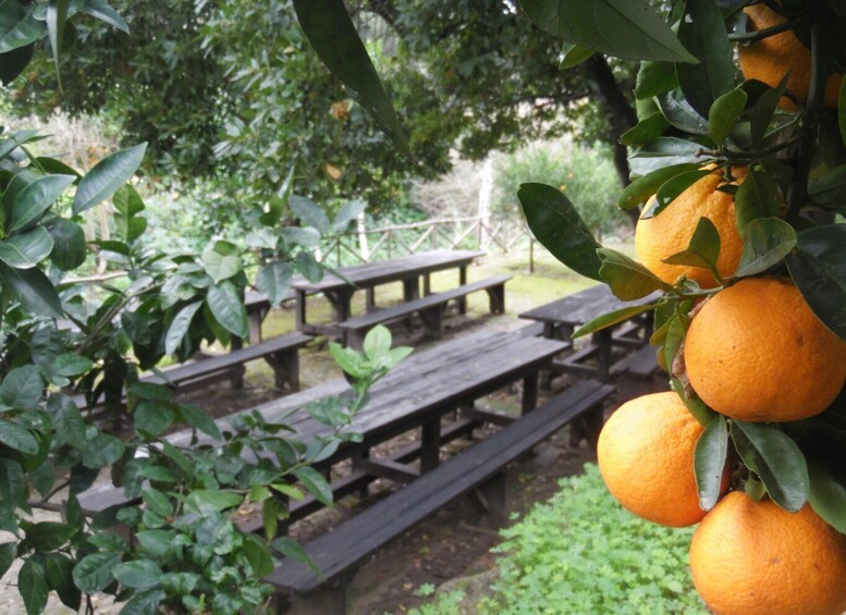 A garden with orange trees and wooden picnic tables. 2