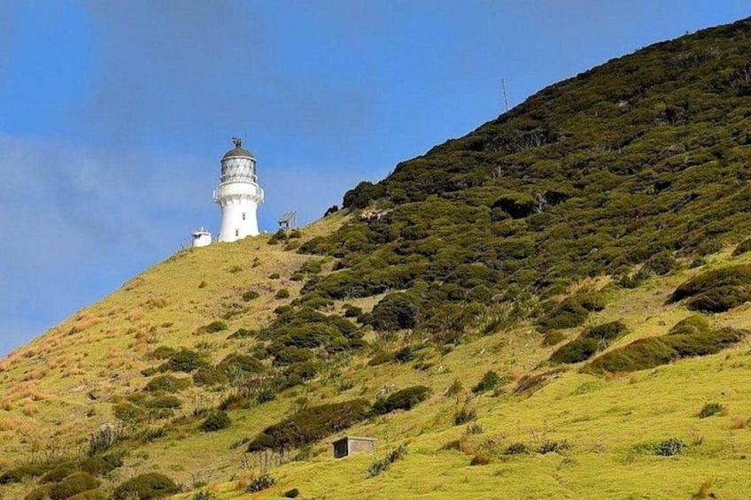 Bay of Islands Cruise & Island Tour - Snorkel, Hike,Swim,Wildlife 4