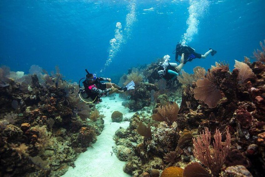 Snorkel Tour - Visit 2 Shallow Reefs John Pennekamp State Park 2