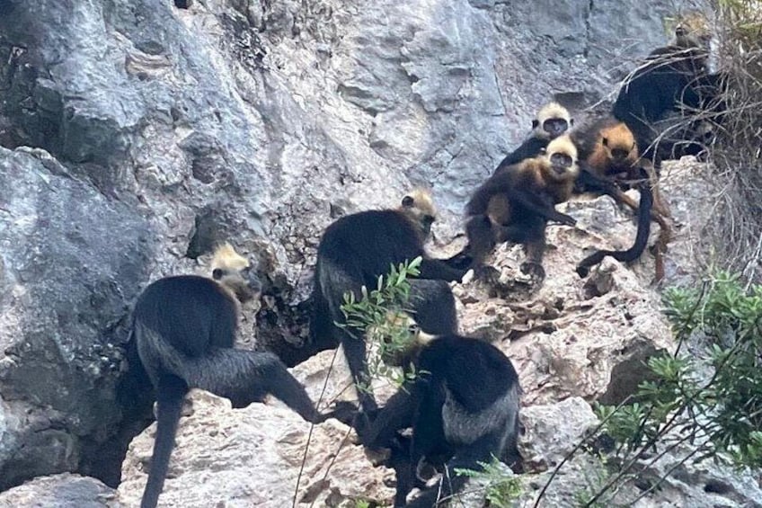 Cat Ba Langur's family. 4
