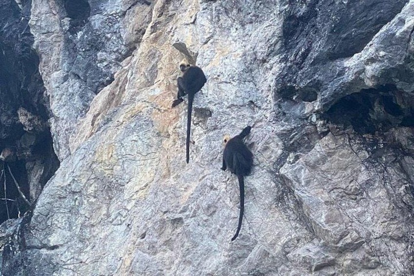 Lucky to see Cat Ba Langurs. 4