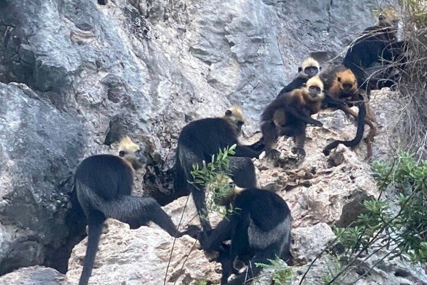Cat Ba Langur's family. 2