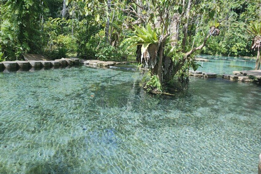 Una piscina cristalina con un árbol en el centro, rodeada de exuberante vegetación. 5