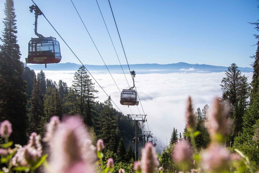 Picture 7 for Activity Jackson Hole: Aerial Tram and Gondolas Sightseeing 2