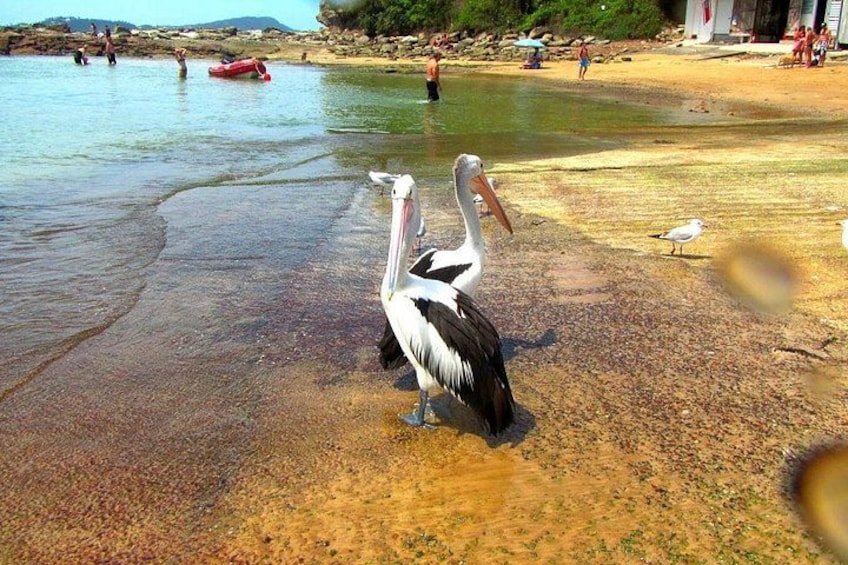 Central Coast 5