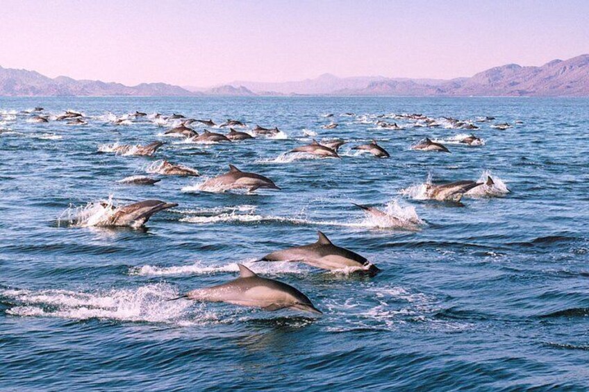 Dolphin Pod on Monterey Bay 2