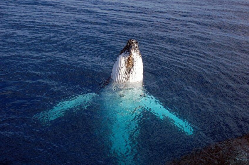 A whale breaching with its body partially submerged in water. 4