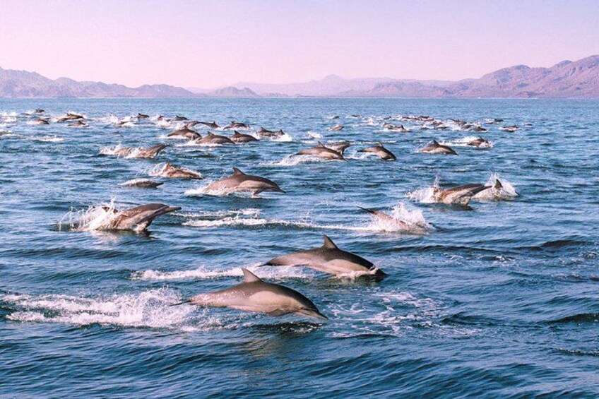 Dolphin Pod on Monterey Bay 2