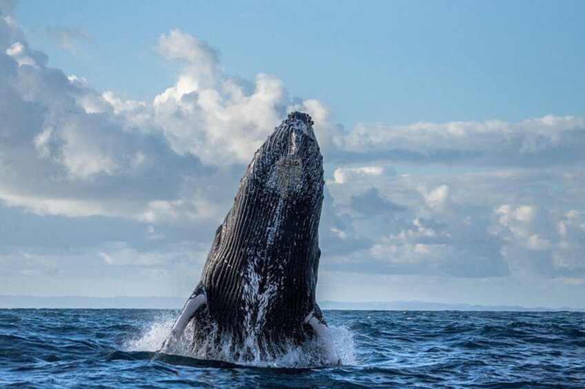 Breaching humpback whale in Monterey Bay with Sea Goddess Whale Watching 4
