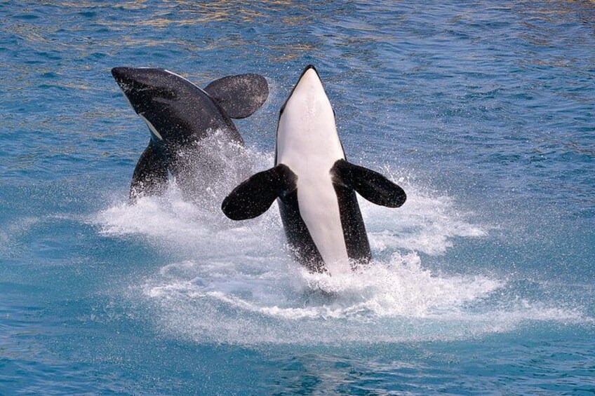 Breaching killer whales in Monterey Bay with Sea Goddess Whale Watching 2