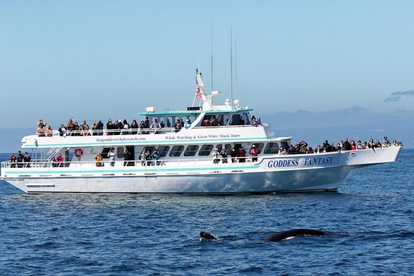 Un'ampia imbarcazione chiamata 'Goddess Fantasy' con passeggeri a bordo che naviga sull'oceano. 1