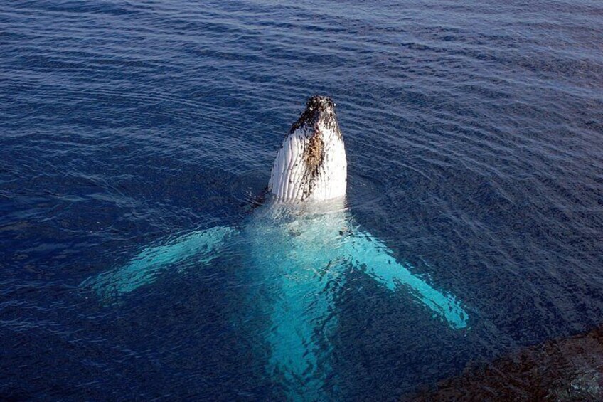 Spyhopping humpback whale on Monterey Bay with Sea Goddess Whale Watching 3
