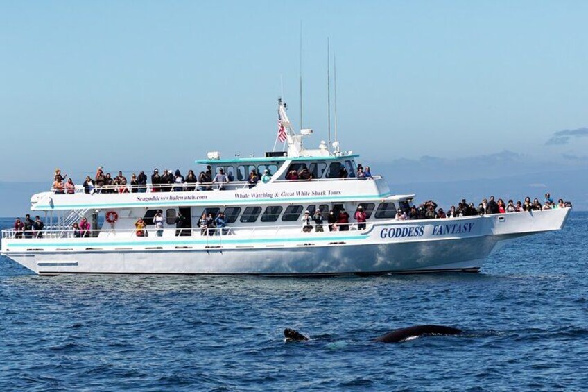 A large boat named 'GODDESS FANTASY' with passengers on deck, sailing on the ocean. 1