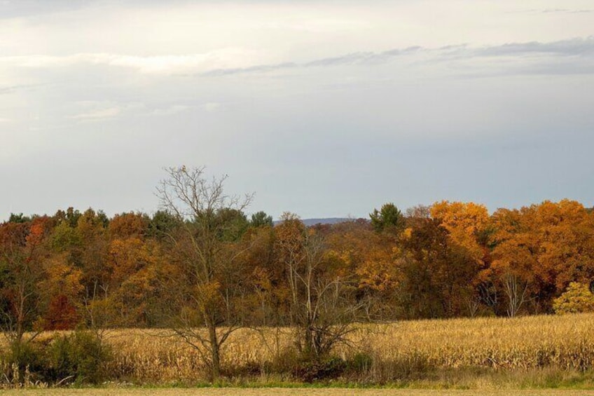 A field with autumn-colored trees and a clear sky. 2