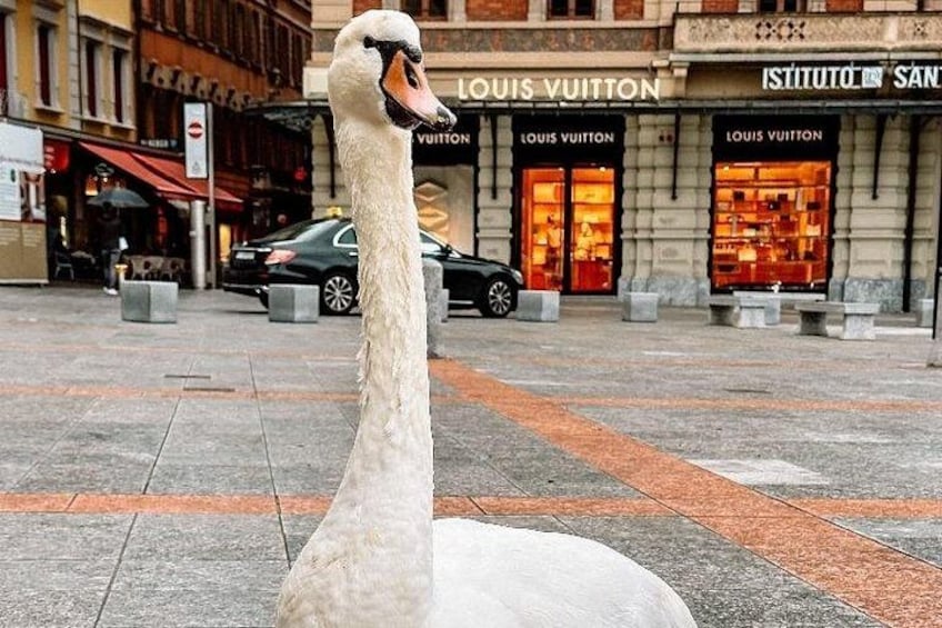 Small-Group Lake Como & Lugano: 2 Countries in 1 Day, Boat Cruise 3