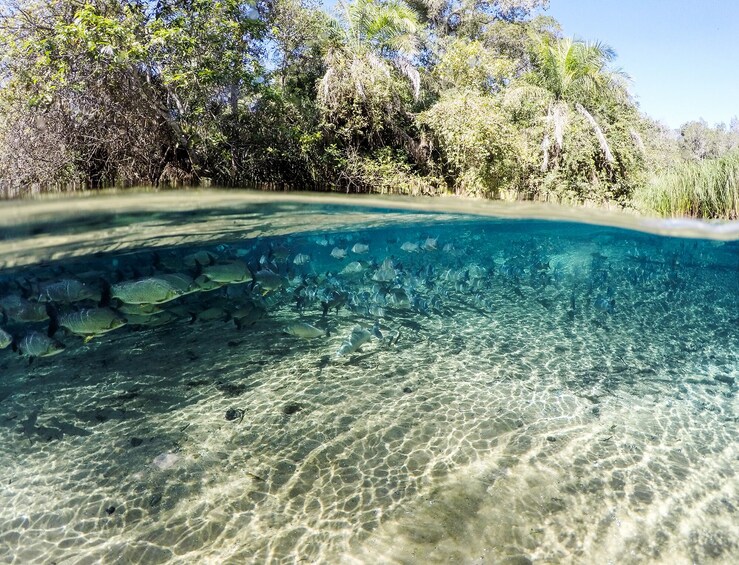 Floating at Rio da Prata River