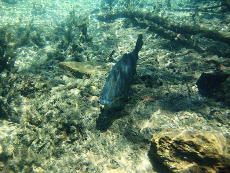 Floating at Rio da Prata River