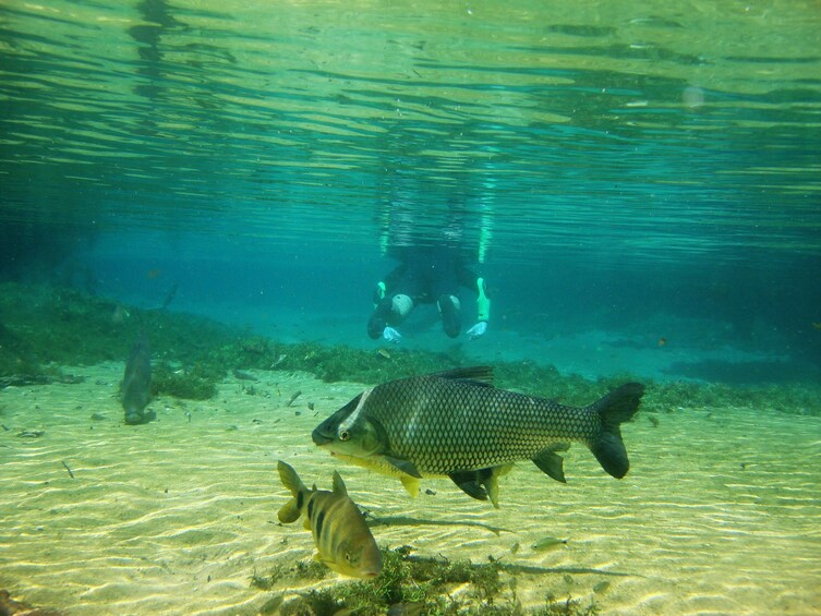 Floating at Rio da Prata River