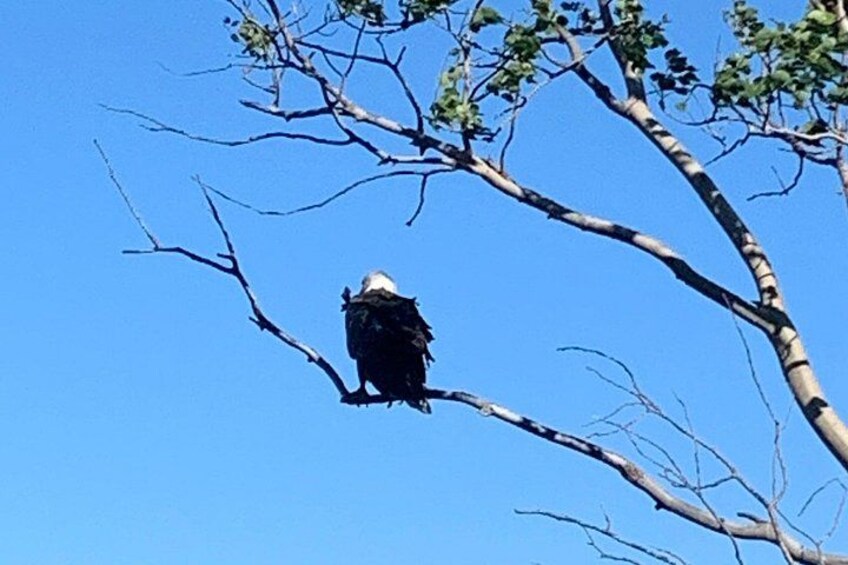 Eagle Perched, Hunting for Supper 2