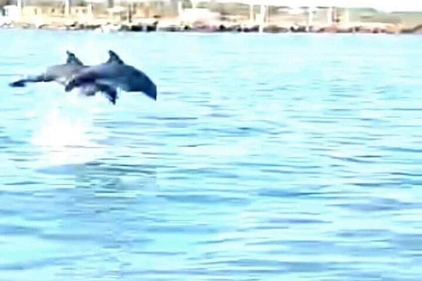 Baywatch Dolphin Tours – Pier 21 Galveston 2