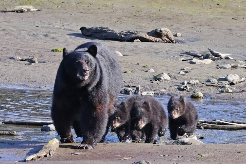 A bear walking with three cubs along a riverbank. 3