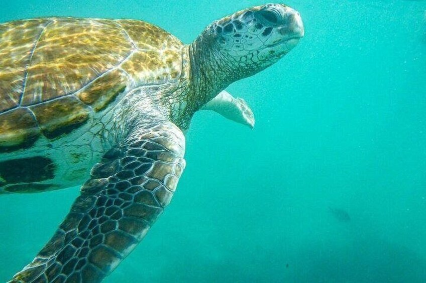Snorkeling with Giant Turtles 1